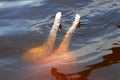 Amazon river dolphin or Boto Inia geoffrensis - Rio Negro, Amazon, Brazil, South America Royalty Free Stock Photo