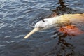 Amazon river dolphin or Boto Inia geoffrensis - Rio Negro, Amazon, Brazil, South America