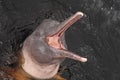 Amazon river dolphin Royalty Free Stock Photo