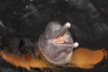 Amazon river dolphin Royalty Free Stock Photo