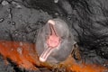 Amazon river dolphin Royalty Free Stock Photo