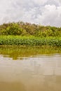 Amazon River In South America Largest River