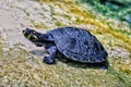 Amazon River Turtle