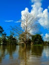 Amazon river Royalty Free Stock Photo
