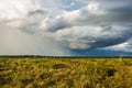 Amazon savannah peruvian Amazon jungle Madre de Dios Peru Royalty Free Stock Photo