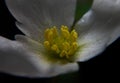 Amazon sword plant's flower close-up macro photography, echinodorus, aquatic plant
