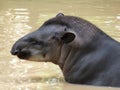 Tapir taking a bath Royalty Free Stock Photo