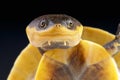 Amazon toad-headed turtle / Batrachemys raniceps Royalty Free Stock Photo