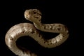 Amazon tree boa Royalty Free Stock Photo