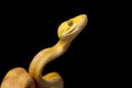 Amazon tree boa