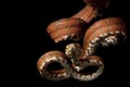 Amazon tree boa Royalty Free Stock Photo