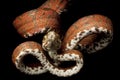 Amazon tree boa