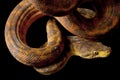 Amazon tree boa