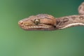 Amazon Tree Boa (corallus hortulanus) Royalty Free Stock Photo
