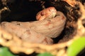 Amazon tree boa Royalty Free Stock Photo