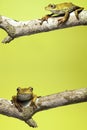 amazon tree frog background copy space amphibian Royalty Free Stock Photo