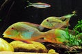 Amazon tropical fish Royalty Free Stock Photo