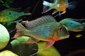 Amazon tropical fish Royalty Free Stock Photo