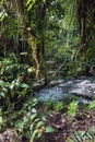 Amazon tropical rainforest in Ecuador