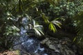 Amazon tropical rainforest in Ecuador