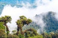 Amazon tropical rainforest, Ecuador