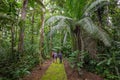 Amazon. Tropical Rainforest. Jungle Landscape. Amazon Yasuni National Park, Ecuador. South America