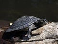 Amazon turtle