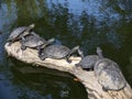 Amazon turtles Royalty Free Stock Photo