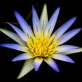 Amazon waterlilly