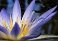 Amazon Waterlily