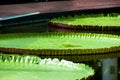 Amazon Waterlily