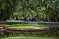 Amazon Waterlily Pavilion