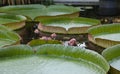 Amazon waterlily (Victoria cruziana) flower buds in a pond. Surrounded by leafs.