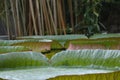 Amazon waterlily (Victoria cruziana) leafs in a pond.