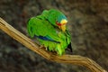 Amazona albifrons, Green parrot White-fronted Amazon, colorful bird from Mexico. Bird cleaning plumage feather on the tree branch