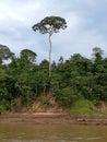 Amazonas tree Royalty Free Stock Photo