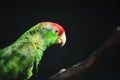 amazone parrot Royalty Free Stock Photo