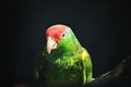 amazone parrot