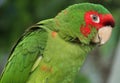 An Amazone Parrot in Bolivia Royalty Free Stock Photo