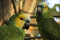 An Amazone Parrot in Bolivia Royalty Free Stock Photo