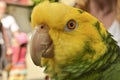 Amazone parrot Royalty Free Stock Photo