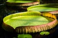 Amazonian big water lily. View of a leaf of Victoria Regia.