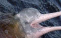 AMAZONIAN DOLPHIN (boto)