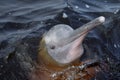 AMAZONIAN DOLPHIN (boto)