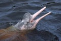 AMAZONIAN DOLPHIN (boto) Royalty Free Stock Photo