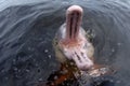 AMAZONIAN DOLPHIN (boto)