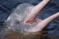 AMAZONIAN DOLPHIN(boto) Royalty Free Stock Photo