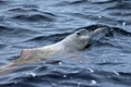 AMAZONIAN DOLPHIN (boto)