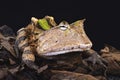 Amazonian horned frog (Ceratophrys cornuta)