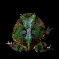 The Amazonian horned froglet isolated on black Royalty Free Stock Photo